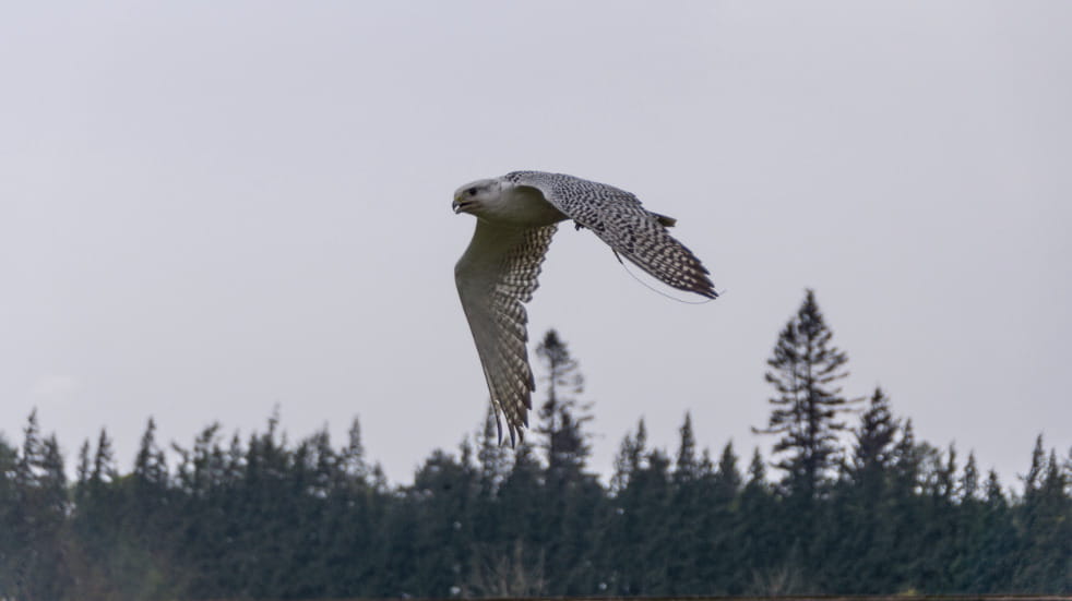 Wildlife spotting guide to the forest of dean